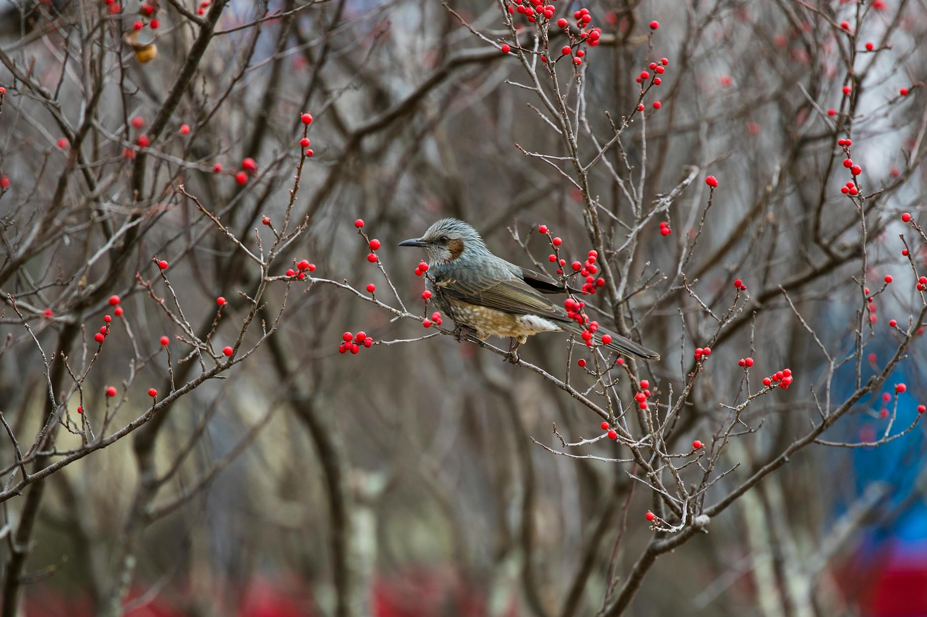 Brązowy ptak Bulbul na gałęzi z jagodami w zimowym krajobrazie